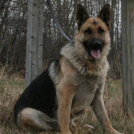 Hi I'm Bella a female German Shepherd who loves cuddles and meeting other German Shepherds looking for a owner to love and protect. #Single