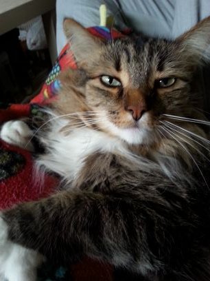 WeegTheCat's profile picture. Call me Weeg.