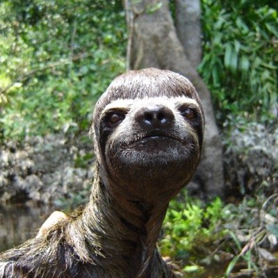 Rapey The Sloth (@sloth_official_) | Twitter