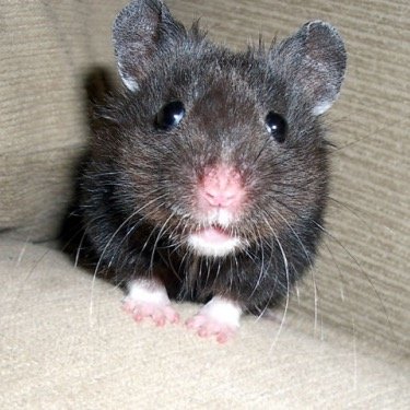 HavenHamster's profile picture. i love hamsters they are my life i love hopping hammy and chocolate colors 26 they are my imspiration!!!!