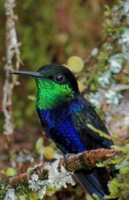 toeflexam550's profile picture. 