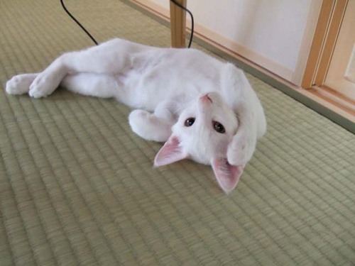 asobineko's profile picture. 「あそびねこ」です。「遊び猫[PlayCATS]」だったり「P.CATS」だったりしました。