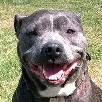 Dogs for Adoption (@ukrescuedogs) 's Twitter Profile