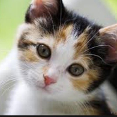 Female Loner. I try to keep peace and hate seeing one hurt. Very stealthy and quick. My name is Vine.