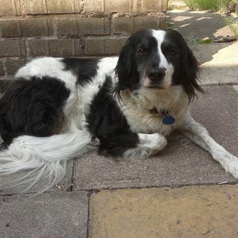 I am @shoples' Spollie Dog :)