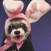 That's not really me in the photo - I'm Cherokee not really a ferret - and I seldom wear pink bunny ears. (All opinions - including this one - are my own)
