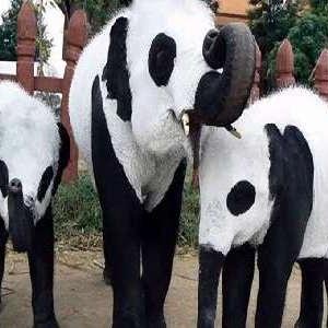 アゲハ蝶の画像がどこかに行ったので、代わりの動物、カエルを。蛙さんも垂直に木に留まったりすることが出来ます。昆虫たちの筋力はほんとにすごいですね～。美ボディメイクを実現するための健康情報を発信中。