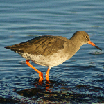 muswell_phil's profile picture. 