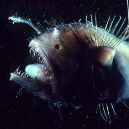 LightDevours's profile picture. WE ARE ANCIENT AND POWERFUL. COWER BRIEF MORTALS.