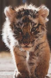 Tigre ♥