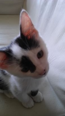 springdays2000's profile picture. にゃんこと共に！