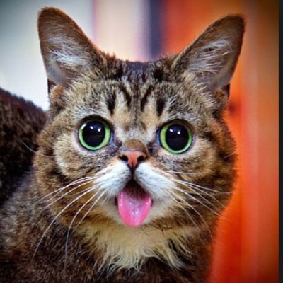 if u love cats u love me