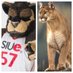 SIUElookalikes (@siuelookalikes) Twitter profile photo