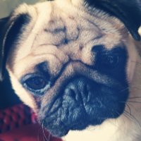 Steve Pug (@steve_the_puggy) 's Twitter Profile