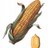 CORN IS LIFE