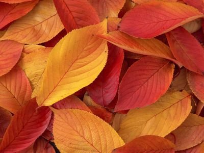 oloriebiilewa1's profile picture. Instructor