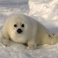 Tu Foca Madre