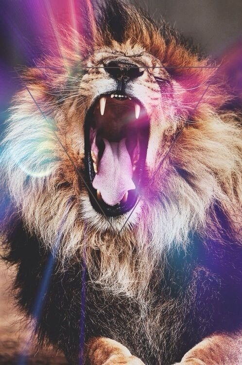 I have screamed until my veins collapsed I waited as my time's elapsed
Now all I do is live with so much fate ♡ (8