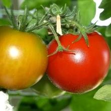 BUSTAN IS CANADA'S LEADING STORE FOR INDOOR GARDENING, HYDROPONICS AND ORGANIC FERTILIZERS. WE CARRY A WIDE SELECTION OF BRAND-NAME PRODUCTS AT VALUE PRICES.