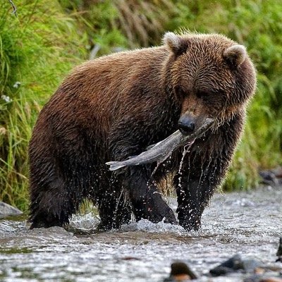 Best of the wildlife