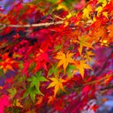 秋菜 (@11November1111) Twitter