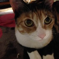 C_Shuto (@bluecat1115) 's Twitter Profile