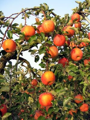 newstartyesan's profile picture. 낭만과 힐링의 고장, 예산군으로 초대합니다