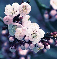 Genius1188's profile picture. 