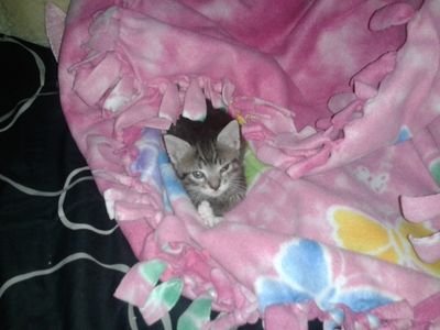 tinykittenzMC's profile picture. 