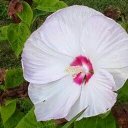 Sharon Pickens - @sharonpickens58 - Twitter