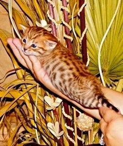 I'm getting a savannah kitten peeps and hes joining the family of people and other savannahs