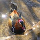 Fran Purcell-Abbott - @fpurcellabbott - Twitter