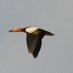 Lesvos Bird News (@LesvosBirdNews) Twitter profile photo