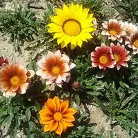 young (@chorong9999) 's Twitter Profile