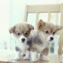 raven renae norman - @RenaeRaven - Twitter