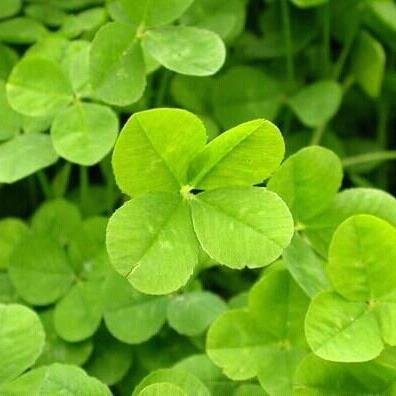 dianefood's profile picture. 