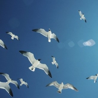 migrator_24's profile picture. 微力ながら小笠原茉由さんの応援をさせていただいてます。さすらいの渡り鳥→怪盗キッド