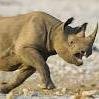 Underated PS3 Player looking to join teams  PSNS: zRhinos,RhinoBills,RhinosM8    Looking for a team . Checkout my channel  http://t.co/a9l8jnhODS
