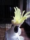 （興味）鳥、蜜蜂、料理