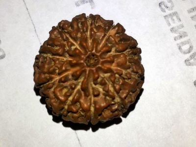Supplier rudraksha from papua.only seriously..4 more info phone 081289239111 Bbm 74147E11 Email asaharianto@gmail.com Fb buakbinong