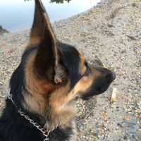 Caryn Bennington (@msbenningtonc) 's Twitter Profile