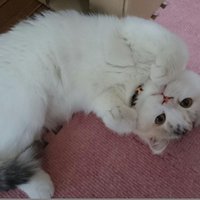 愛猫家ベイパー (@qqbb4fz9n) Twitter profile photo