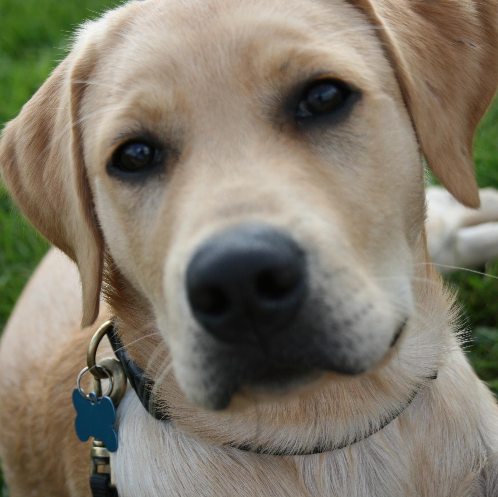 4 year old Labrador. Being awesome. Love my owner & his kids!