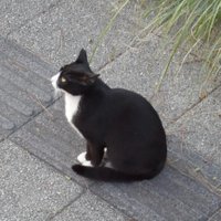 アキラ🌈 (@kisouyakkai) 's Twitter Profile Photo