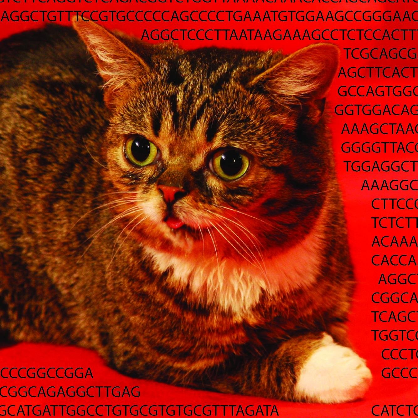 A grand project to sequence the genome of a little cat, with the power of #crowdfunding and the internet.