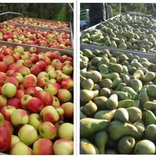 Fruitstation van Arkel is een bedrijf waarin de combinatie van fruitteelt, -pachten,  -transport, -koeling, - sortering en –handel is verenigd.