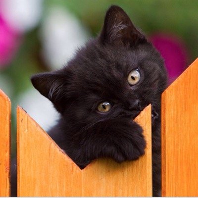 JosetteWasHere's profile picture. 