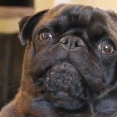 edgar allan pug edgar allan pug itsedgarthedog edgar allan pug edgar allan pug itsedgarthedog