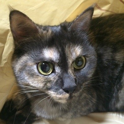 tomo19blue4's profile picture. ランチ日和たまに開催🍽 LOVE→宇都宮BREX⛹GLAY🎤猫さん🐈(あんちゃん♀豆助♂がお家にいます) カフェ巡り好き☕️