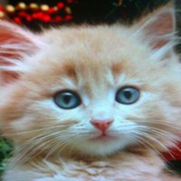 🇪🇬🇪🇬🇪🇬mona (@bosycat701) Twitter profile photo